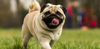 Real English Conversation: Pets pug.