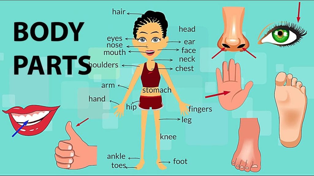 idioms-referring-to-parts-of-the-body-helena-daily-english