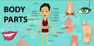 Idioms Referring to parts of the body PARTS OF THE BODY